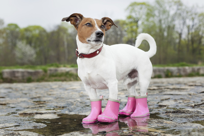 a puppy with pink boots